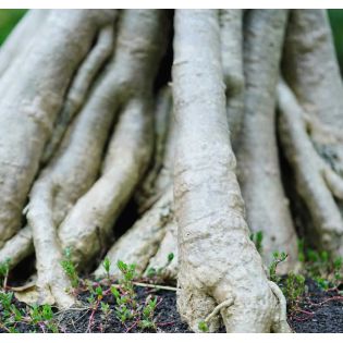 Adenium obesum cv.Prakay Muang