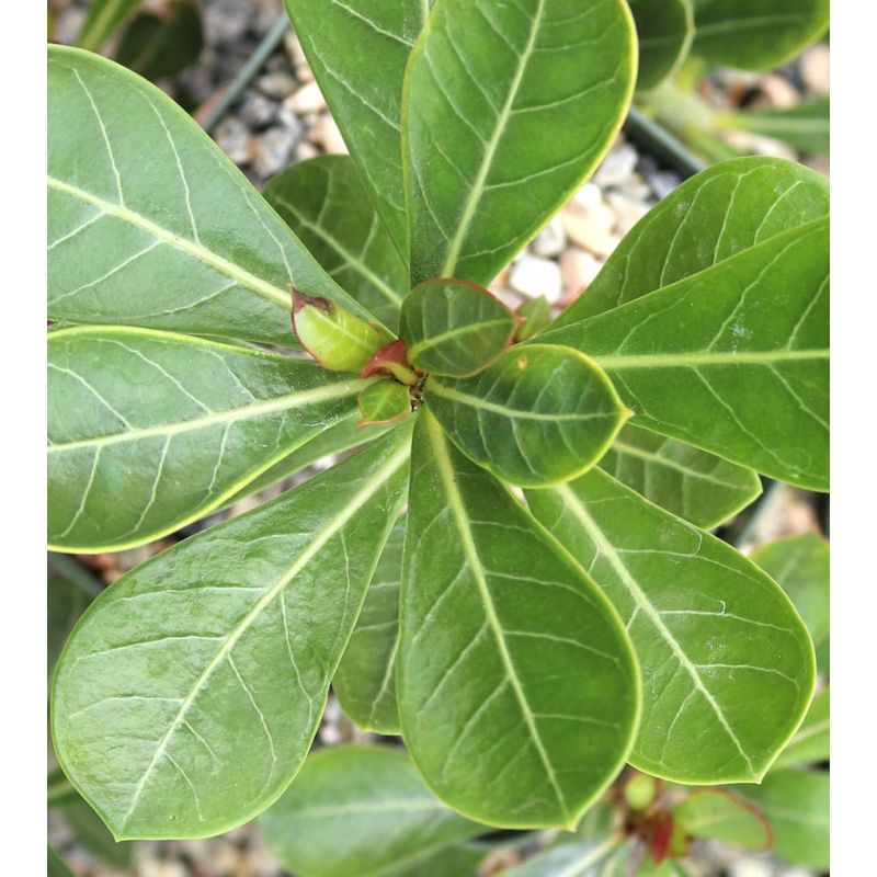 Adenium obesum cv. Bauchompu