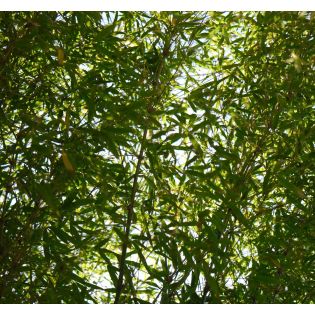 Fargesia angustissima (Bambou non traçant)