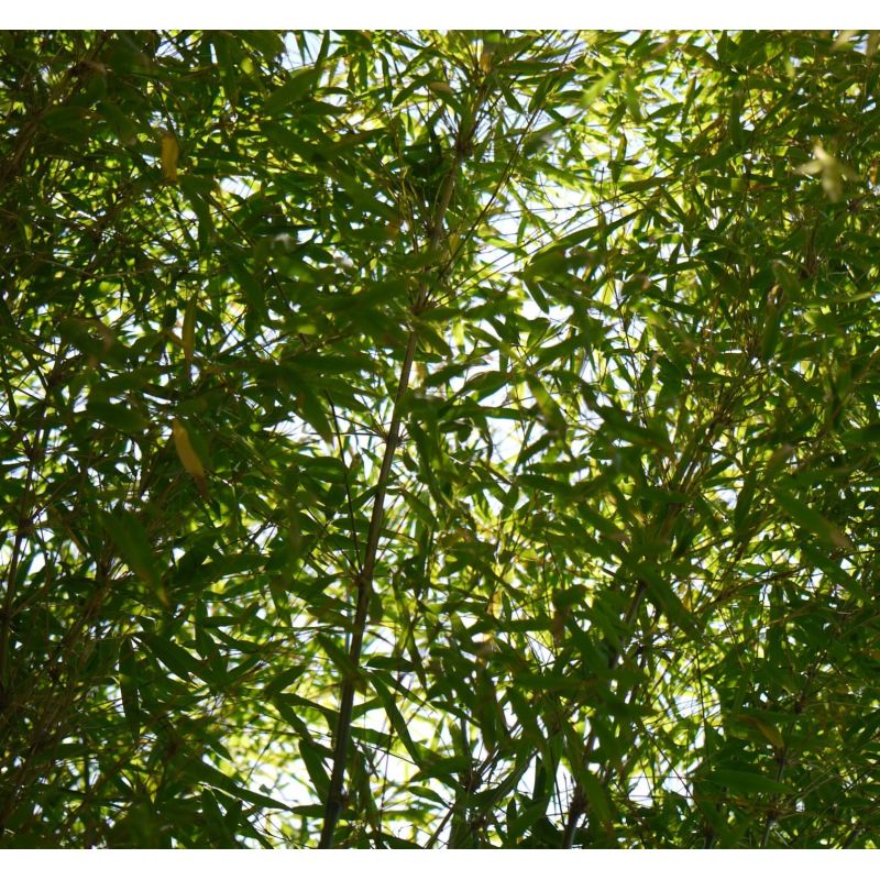 Fargesia angustissima (Bambou non traçant)