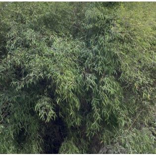 Fargesia angustissima (Bambou non traçant)