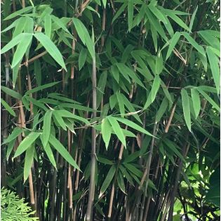 Fargesia nitida "Blackpearl" (Bambou non traçant)