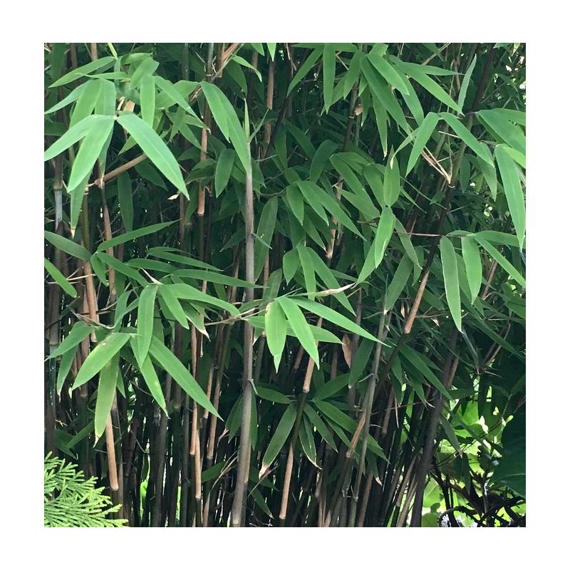 Fargesia nitida "Blackpearl" (Bambou non traçant)