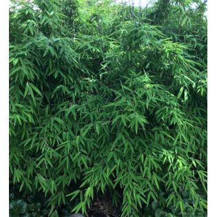 Fargesia nitida "Blackpearl" (Bambou non traçant)