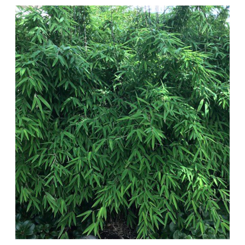 Fargesia nitida "Blackpearl" (Bambou non traçant)