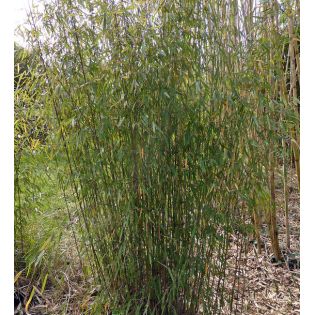 Fargesia nitida "Gansu" (Bambou non traçant)