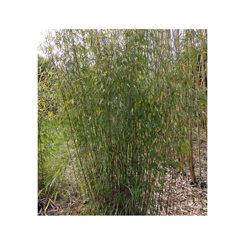 Fargesia nitida "Gansu" (Bambou non traçant)