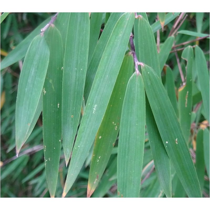 Fargesia nitida "Gansu" (Bambou non traçant)