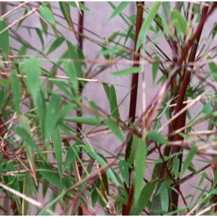 Fargesia jiuzhaigou B1 (Bambou non traçant)