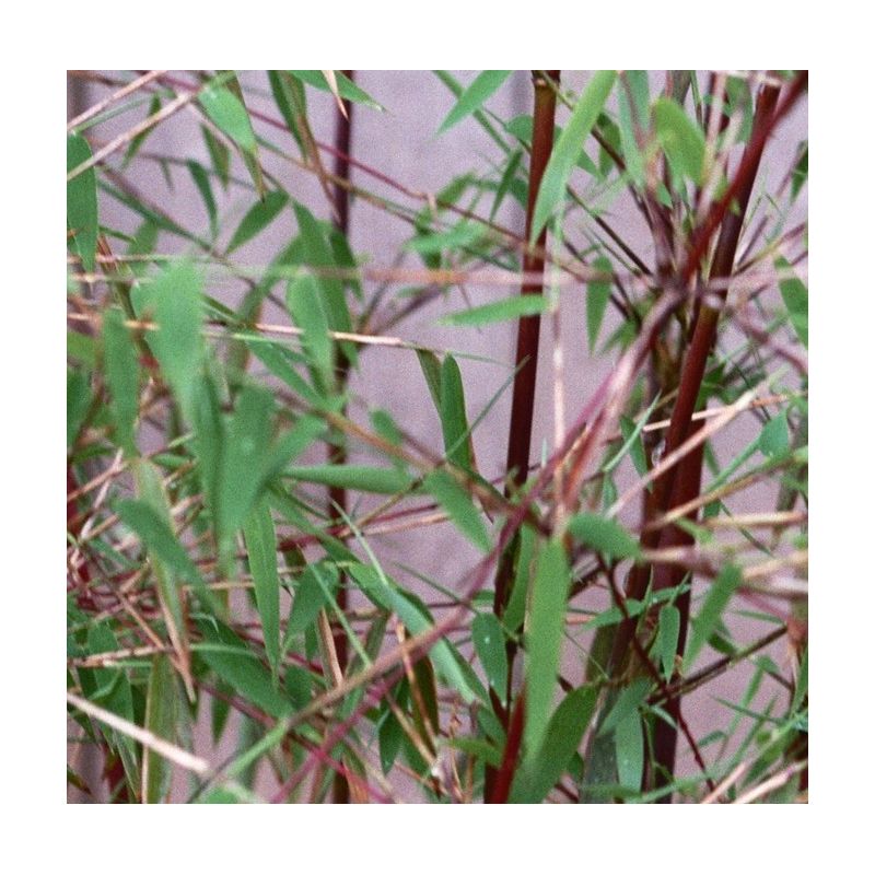 Fargesia jiuzhaigou B1 (Bambou non traçant)