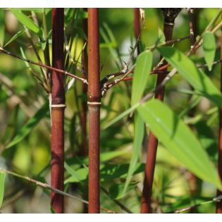 Fargesia jiuzhaigou B1 (Bambou non traçant)