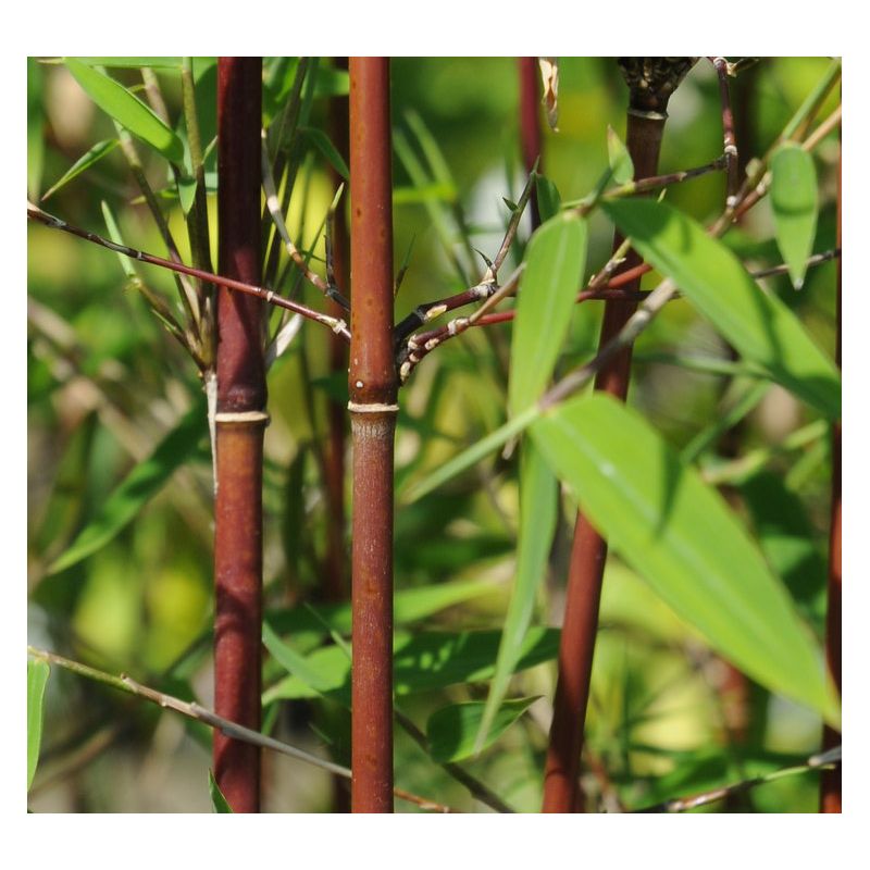 Fargesia jiuzhaigou B1 (Bambou non traçant)