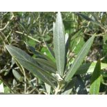 Olea europaea (Oliviers) Multi-plateaux