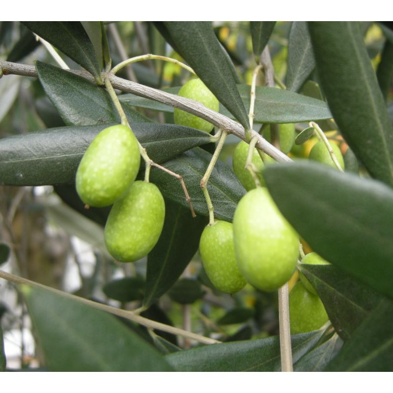Olea europaea (Oliviers) Multi-plateaux