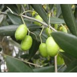 Olea europaea (Oliviers) Multi-plateaux