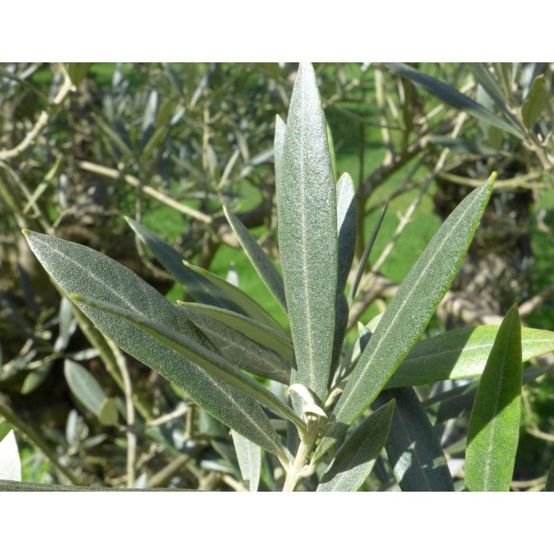 Olea europaea (Oliviers)