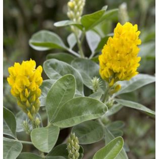 Argyrocytisus battandieri (Genêt Ananas)