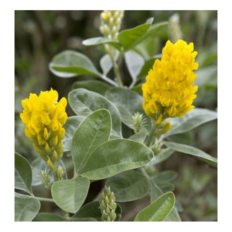 Argyrocytisus battandieri (Genêt Ananas)