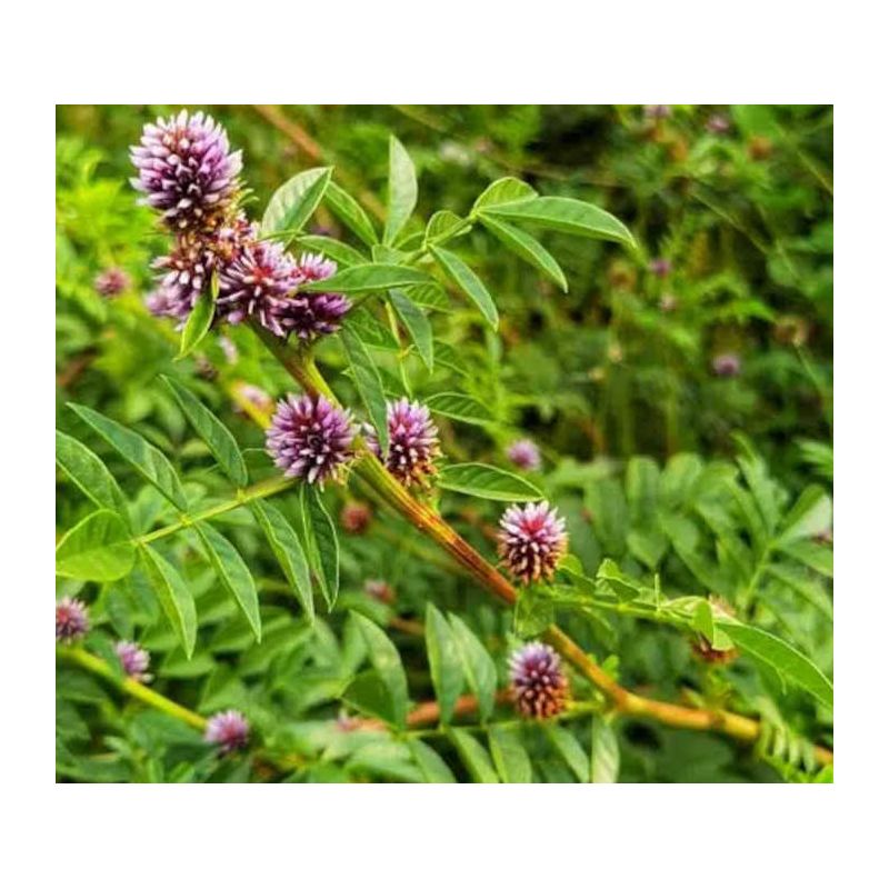 Glycyrrhiza glabra (réglisse)