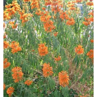 Leonotis leonurus (Queue de lion)