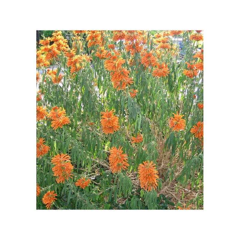 Leonotis leonurus (Queue de lion)
