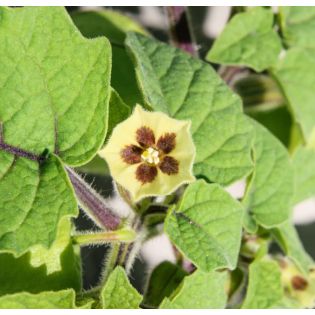 Physalis peruviana (Coqueret du Pérou, groseille du Cap)