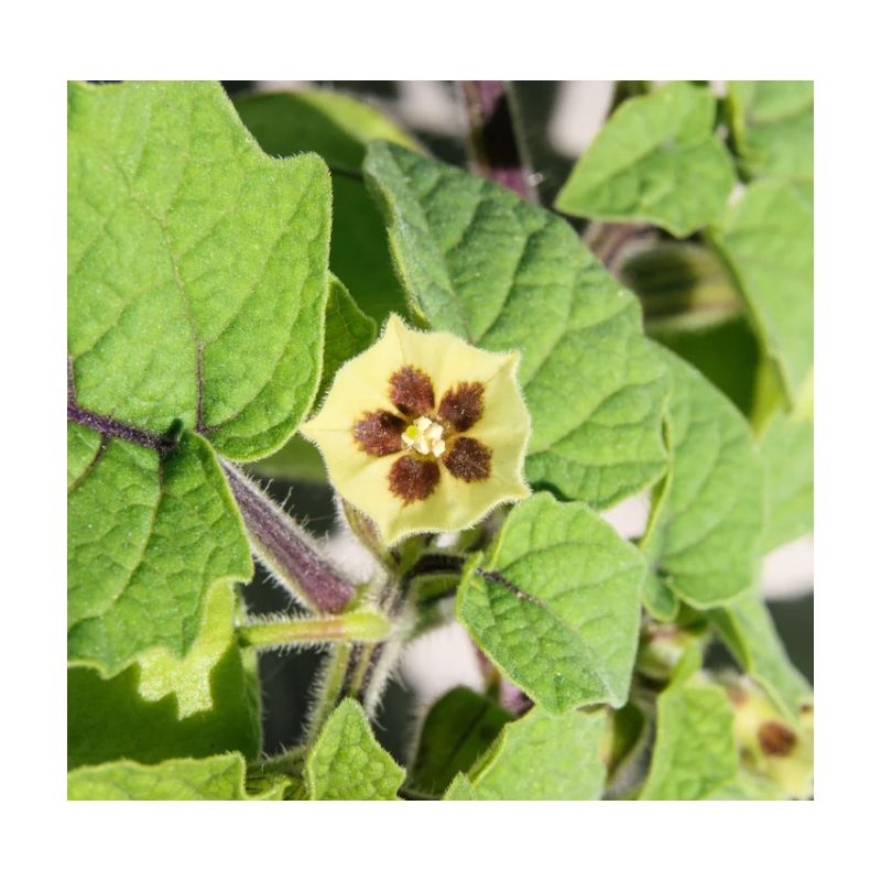 Physalis peruviana (Coqueret du Pérou, groseille du Cap)