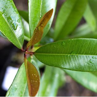 Pimenta racemosa (Bois d'Inde)