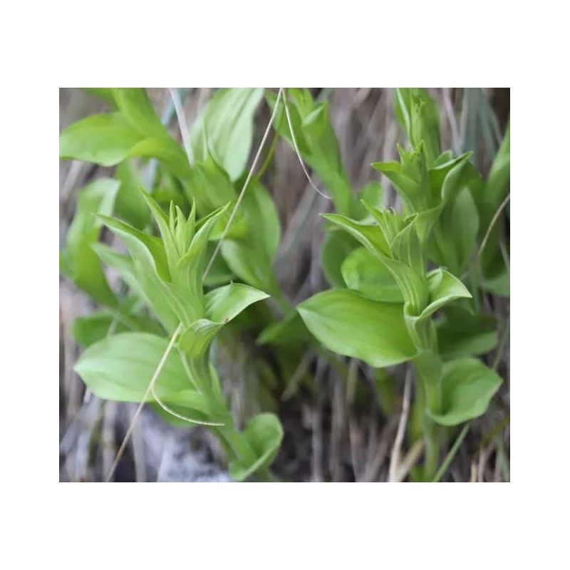 Cypripedium flavum (Orchidées terrestres)
