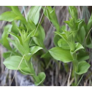 Cypripède franchetti (Orchidées terrestres)