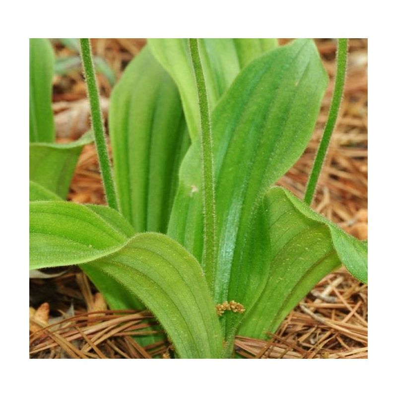 Cypripedium "Emil" (Orchidées terrestres)
