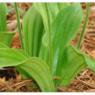 Cypripedium"Ventricosum rouge" (Orchidées terrestres)