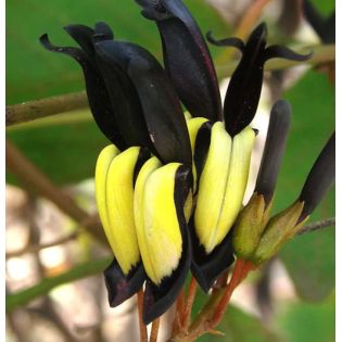Kennedia nigricans (Pois corail noir)
