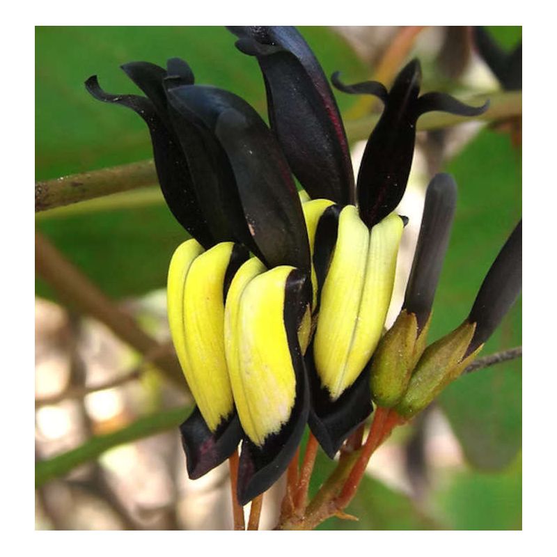 Kennedia nigricans (Pois corail noir)
