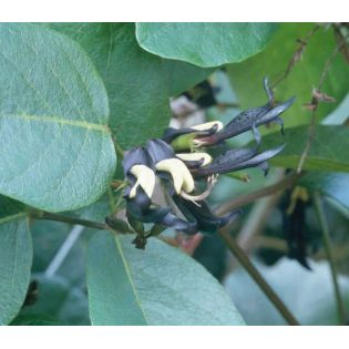 Kennedia nigricans (Pois corail noir)