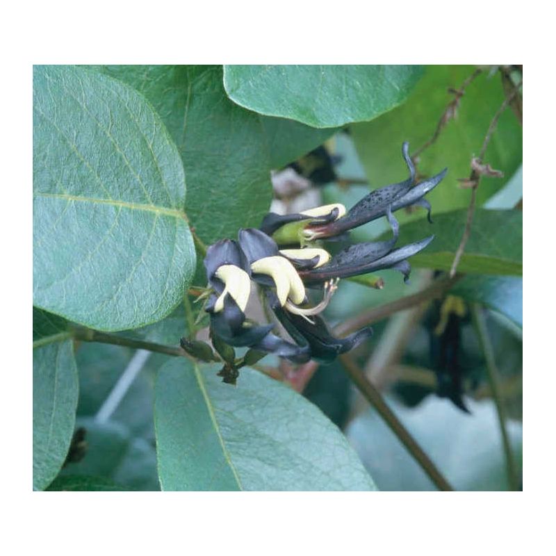 Kennedia nigricans (Pois corail noir)