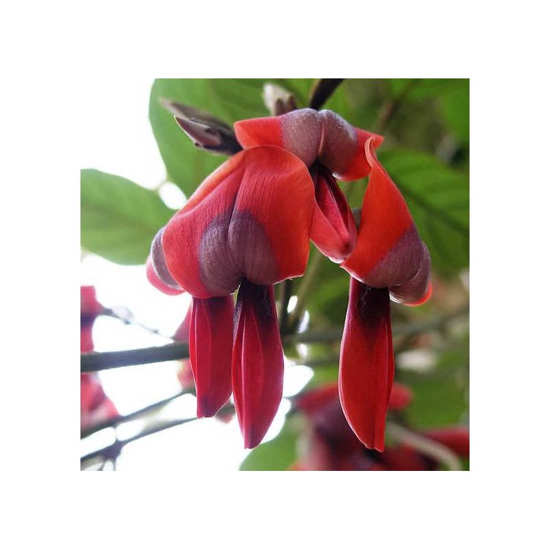 Kennedia rubicunda (Pois corail rouge)