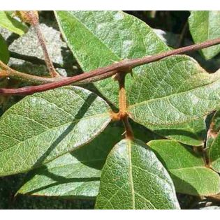 Kennedia rubicunda (Pois corail rouge)