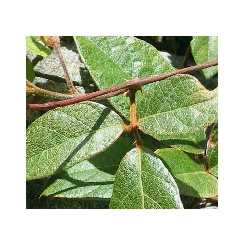 Kennedia rubicunda (Pois corail rouge)