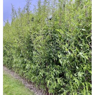 Fargesia nitida "Winterjoy" (nitida x murielae) (Bambou non traçant)