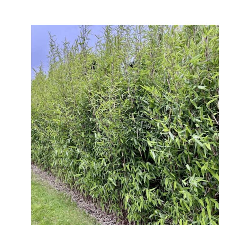 Fargesia nitida "Winterjoy" (nitida x murielae) (Bambou non traçant)