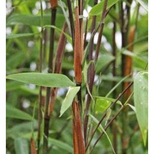 Fargesia nitida "Winterjoy" (nitida x murielae) (Bambou non traçant)