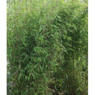 Fargesia Obelisk (murielae x nitida) (Bambou non traçant)