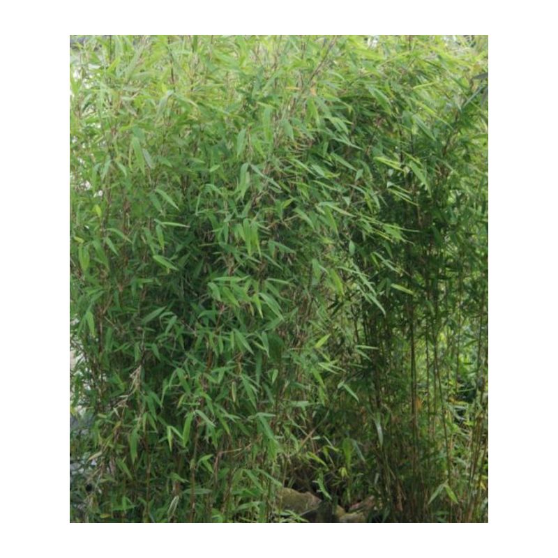 Fargesia Obelisk (murielae x nitida) (Bambou non traçant)