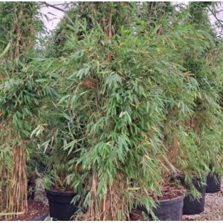 Fargesia Obelisk (murielae x nitida) (Bambou non traçant)