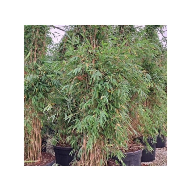 Fargesia Obelisk (murielae x nitida) (Bambou non traçant)