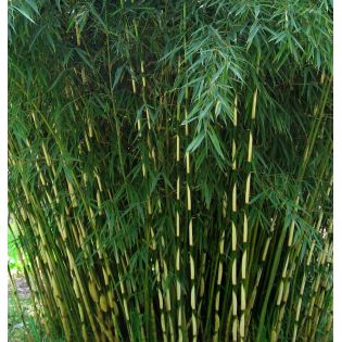 Fargesia Robusta "Campbell" (Bambou non traçant)