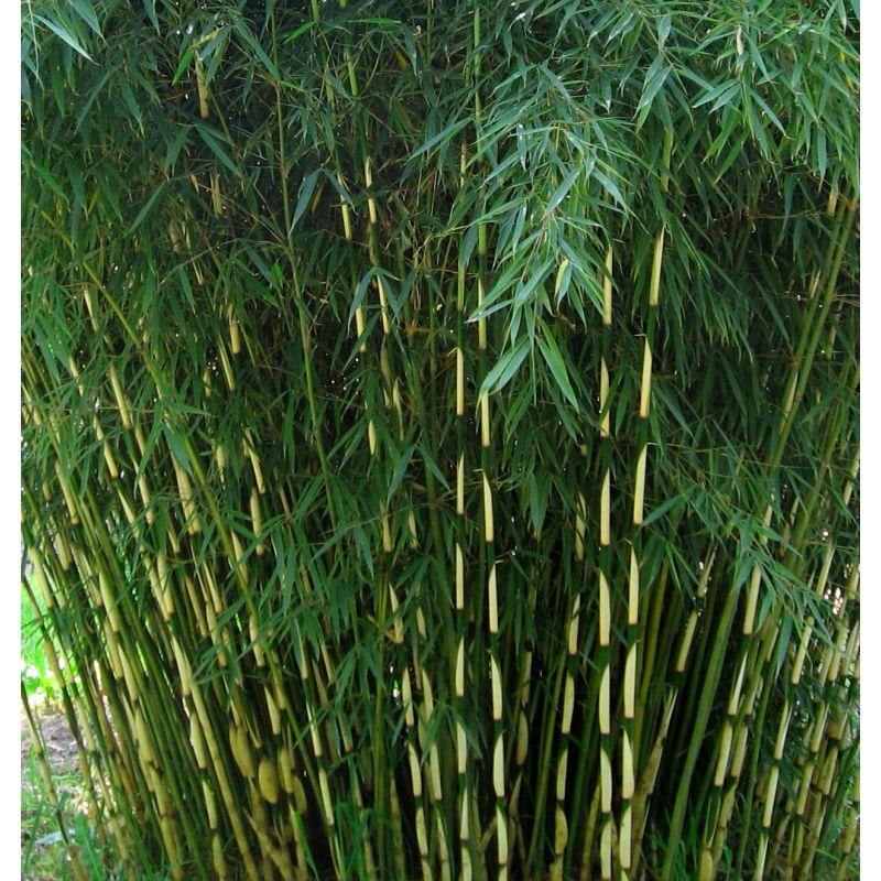 Fargesia Robusta "Campbell" (Bambou non traçant)