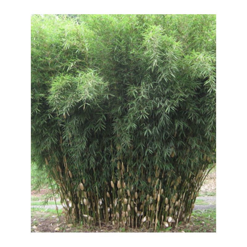 Fargesia Robusta "Campbell" (Bambou non traçant)
