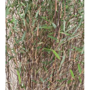 Fargesia sp Jiuzhaigou Deep Purple (Bambou non traçant)